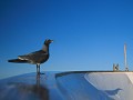 Mouette des laves (Larus fuliginosus) - Galapagos Ref:36929